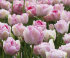 Тюльпан Анжелик (Tulipa Angelique), 10 шт (разбор 11/12)