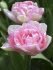 Тюльпан Анжелик (Tulipa Angelique), 10 шт (разбор 11/12)