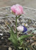 Тюльпан Анжелик (Tulipa Angelique), 10 шт (разбор 11/12)