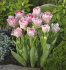 Тюльпан Анжелик (Tulipa Angelique), 10 шт (разбор 11/12)