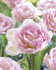 Тюльпан Анжелик (Tulipa Angelique), 10 шт (разбор 11/12)