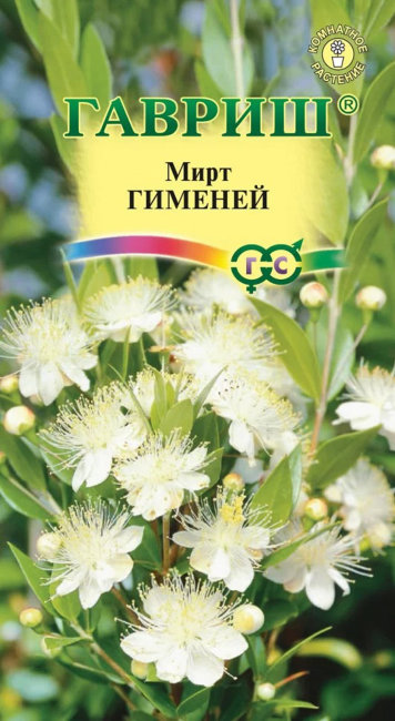 Мирт Гименей, 4 шт семян