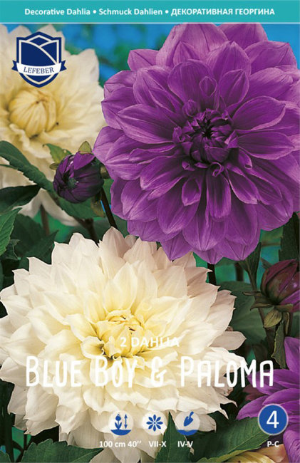Георгина Блю Бой & Палома (Blue Boy & Paloma), 2 шт смесь