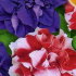 Петуния Фламенко F1 многоцветковая махровая, смесь