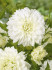 Георгина декоративная Уайт Перфекшн (White Perfection), 1 шт