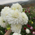 Георгина декоративная Уайт Перфекшн (White Perfection), 1 шт