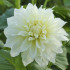 Георгина декоративная Уайт Перфекшн (White Perfection), 1 шт