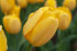 Тюльпан Голден Парад (Tulipa Golden Parade), 15 шт (разбор 14/16!)