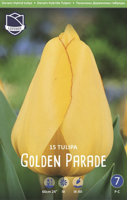 Тюльпан Голден Парад (Tulipa Golden Parade), 15 шт (разбор 14/16!)