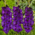 Гладиолус Пепл Флора (Purple Flora), 10 шт
