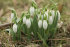 Подснежник Элваса (Galanthus Elwesii), 10 шт (разбор 6/7)