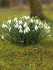Подснежник Элваса (Galanthus Elwesii), 10 шт (разбор 6/7)