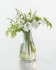 Подснежник Элваса (Galanthus Elwesii), 10 шт (разбор 6/7)