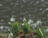 Подснежник Элваса (Galanthus Elwesii), 10 шт (разбор 6/7)