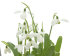 Подснежник Элваса (Galanthus Elwesii), 10 шт (разбор 6/7)