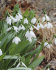 Подснежник Элваса (Galanthus Elwesii), 10 шт (разбор 6/7)