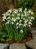 Подснежник Элваса (Galanthus Elwesii), 10 шт (разбор 6/7)