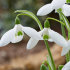 Подснежник Элваса (Galanthus Elwesii), 10 шт (разбор 6/7)