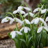 Подснежник Элваса (Galanthus Elwesii), 10 шт (разбор 6/7)