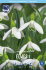 Подснежник Элваса (Galanthus Elwesii), 10 шт (разбор 6/7)