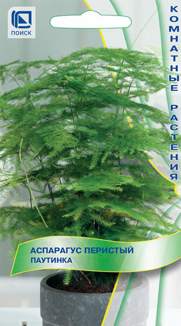 Аспарагус перистый (Спаржа) Паутинка, 5 шт семян