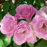 Роза Садовый аромат многоцветковая, смесь