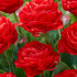 Тюльпан Памплона (Tulipa Pamplona), 10 шт (разбор 11/12)