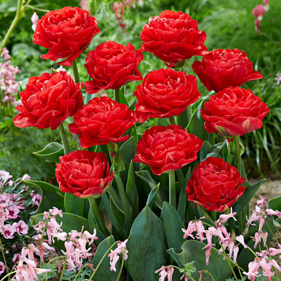 Купить тюльпан памплона (tulipa pamplona), 10 шт (разбор 11/12) по цене 750 руб.