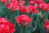 Тюльпан Памплона (Tulipa Pamplona), 10 шт (разбор 11/12)