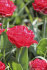 Тюльпан Памплона (Tulipa Pamplona), 10 шт (разбор 11/12)