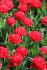 Тюльпан Памплона (Tulipa Pamplona), 10 шт (разбор 11/12)