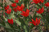 Тюльпан Престанс Цваненбург (Tulipa Praestans Zwanenburg), 40 шт (разбор 9/10)