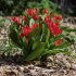 Тюльпан Престанс Цваненбург (Tulipa Praestans Zwanenburg), 40 шт (разбор 9/10)
