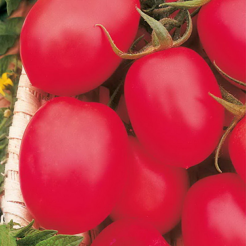 Розовые низкорослые томаты