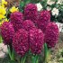Гиацинт Вудсток (Hyacinthus Woodstock), 5 шт (разбор 16/17)