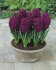 Гиацинт Вудсток (Hyacinthus Woodstock), 5 шт (разбор 16/17)