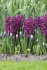 Гиацинт Вудсток (Hyacinthus Woodstock), 5 шт (разбор 16/17)