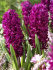 Гиацинт Вудсток (Hyacinthus Woodstock), 5 шт (разбор 16/17)