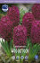 Гиацинт Вудсток (Hyacinthus Woodstock), 5 шт (разбор 16/17)