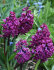 Гиацинт Вудсток (Hyacinthus Woodstock), 5 шт (разбор 16/17)