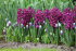 Гиацинт Вудсток (Hyacinthus Woodstock), 5 шт (разбор 16/17)
