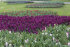 Гиацинт Вудсток (Hyacinthus Woodstock), 5 шт (разбор 16/17)