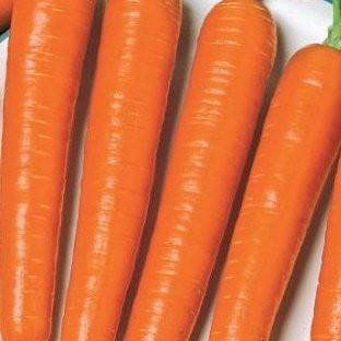 Морковь НИИОХ 336 (драже), 300 шт