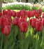 Тюльпан Парад (Tulipa Parade), 15 шт (разбор 14/16!)