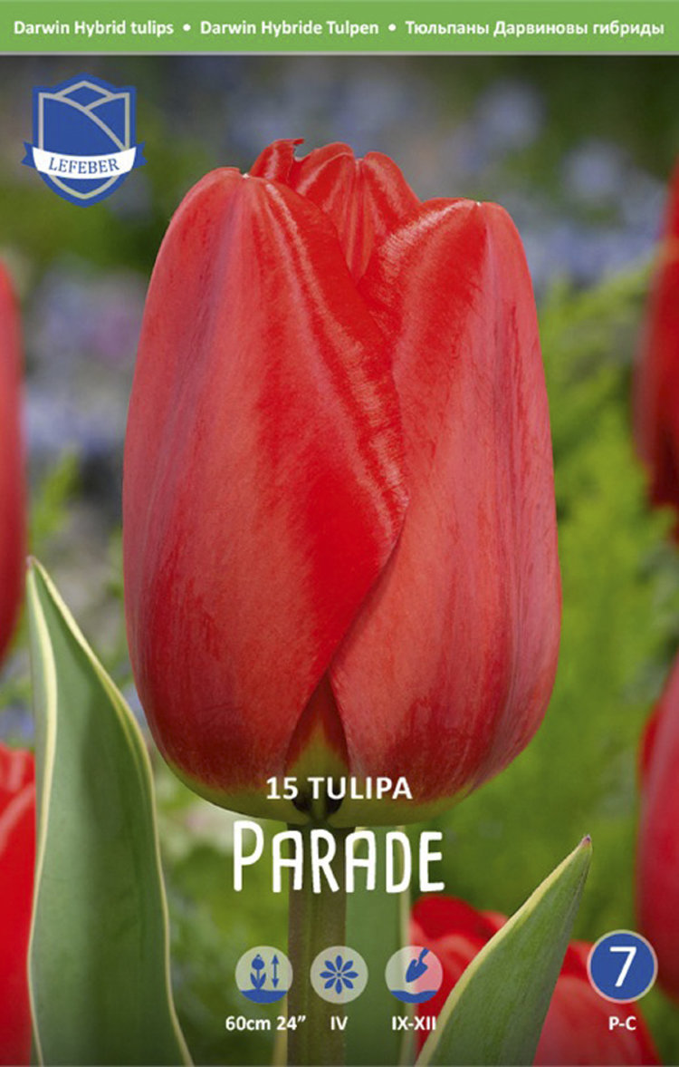 Тюльпан Парад (Tulipa Parade), 15 шт (разбор 14/16!)