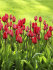 Тюльпан Парад (Tulipa Parade), 15 шт (разбор 14/16!)