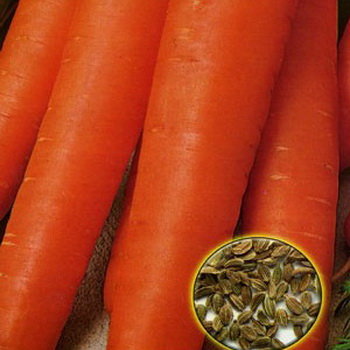 Морковь Деликатесная