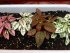 Гипоэстес листоколосниковый Капли акварели, 4 шт семян
