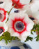 Анемона корончатая Биколор (Anemone coronaria Bicolor), 20 шт