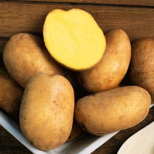 Картофель семенной Голубизна (2 кг)
